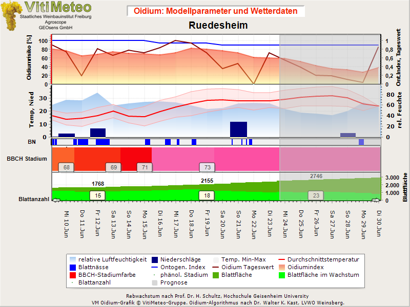 Oidiumgrafik